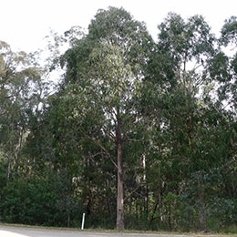 Eucalyptus globuleux, Gommier bleu